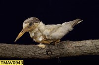 藏品(小燕鷗)的圖片